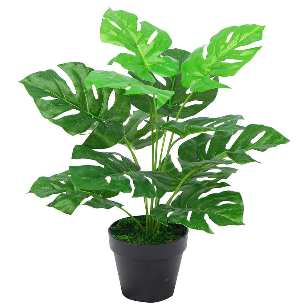 Monstera -plante i plastikpotten