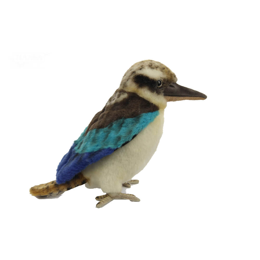 Blue Wing Kookabura (23cm L)